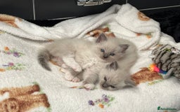 Ragdoll cats for sale: Stunning Bluepoint Ragdoll kittens!  - Image 15