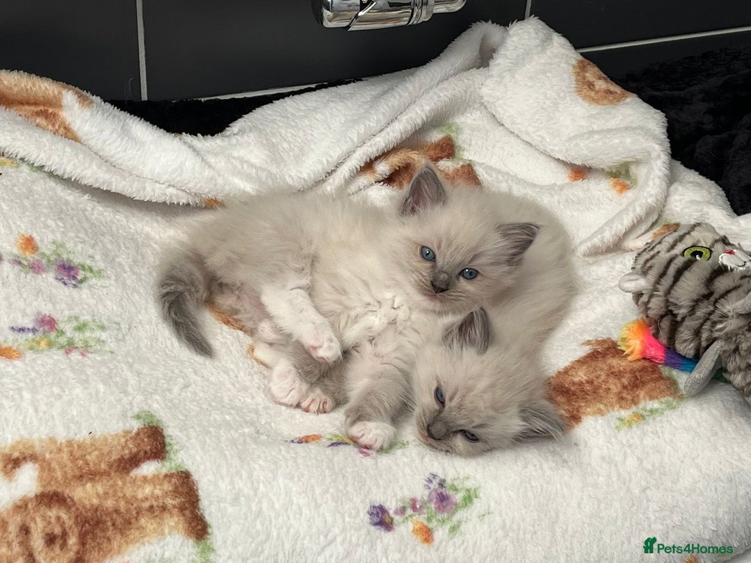 Ragdoll cats for sale: Stunning Bluepoint Ragdoll kittens!  - Image 15