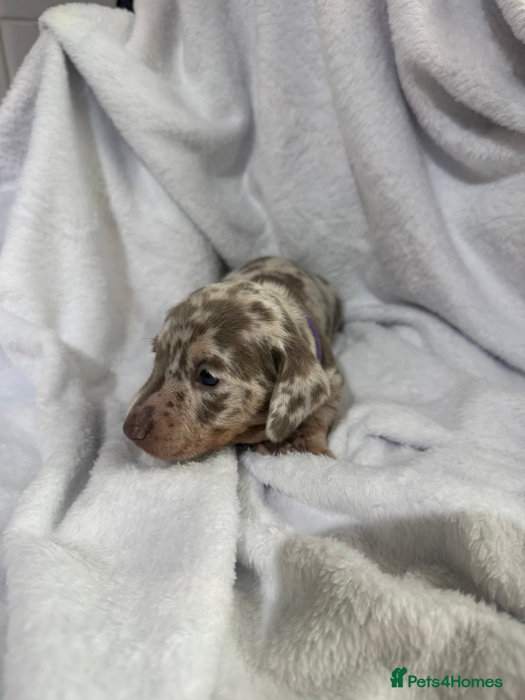 Dachshund dogs for sale: 4 dachshund puppies all females - Advert 7