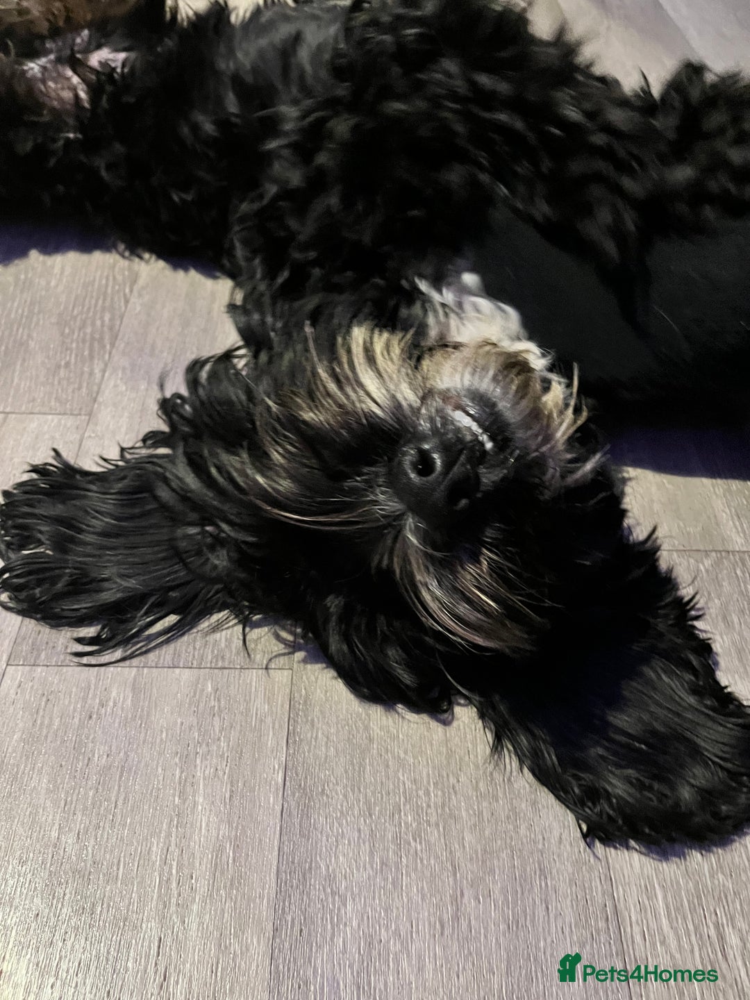 Cockapoo dogs for sale: Teddy 🐾  - Image 7