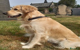 Golden Retriever dogs for sale: Available for STUD - Image 19