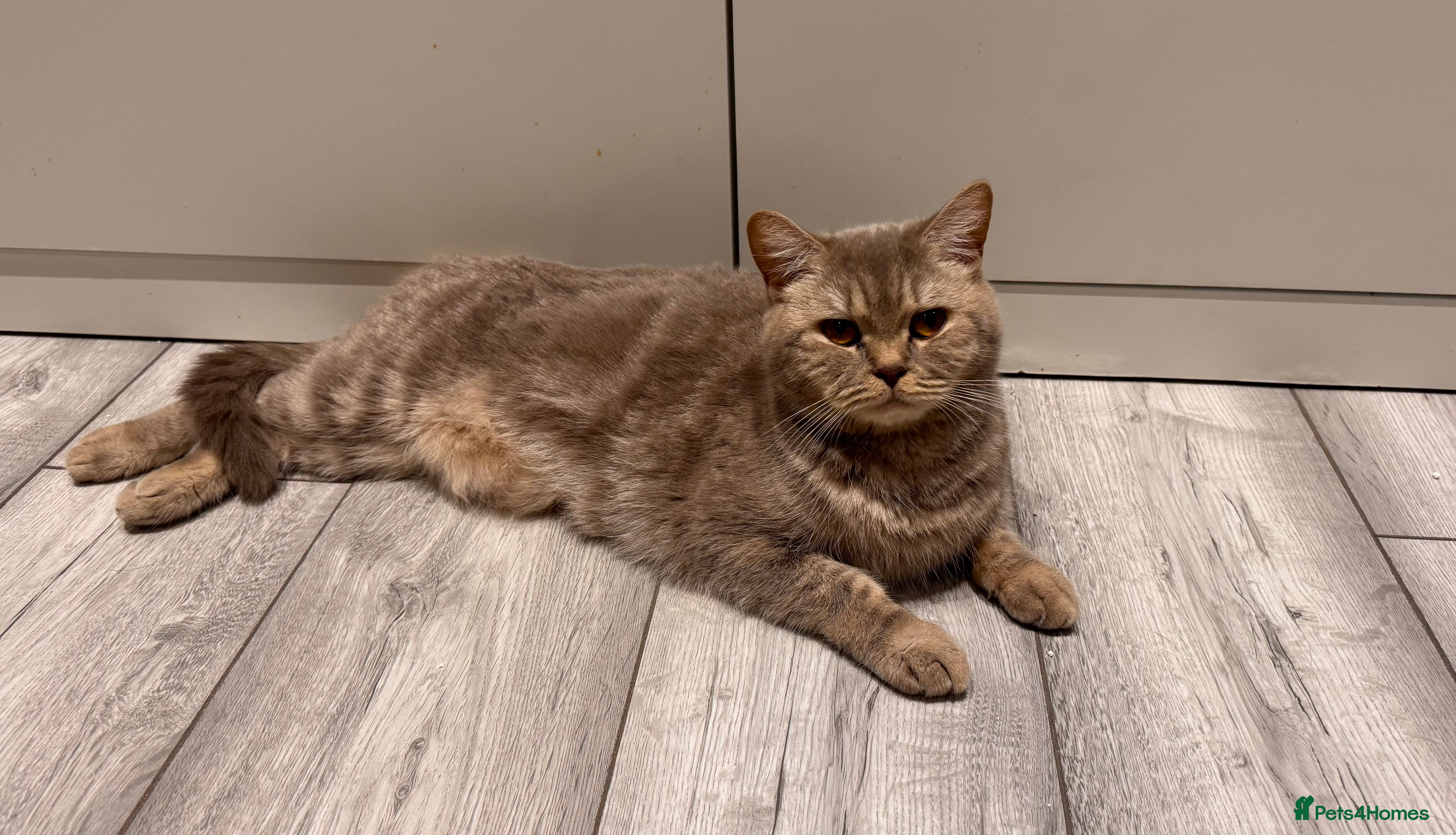 Scottish Fold cats Strikingly Gorgeous Scottish Straight Female  - Advert 5