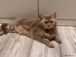 Scottish Fold cats Strikingly Gorgeous Scottish Straight Female - Advert 3