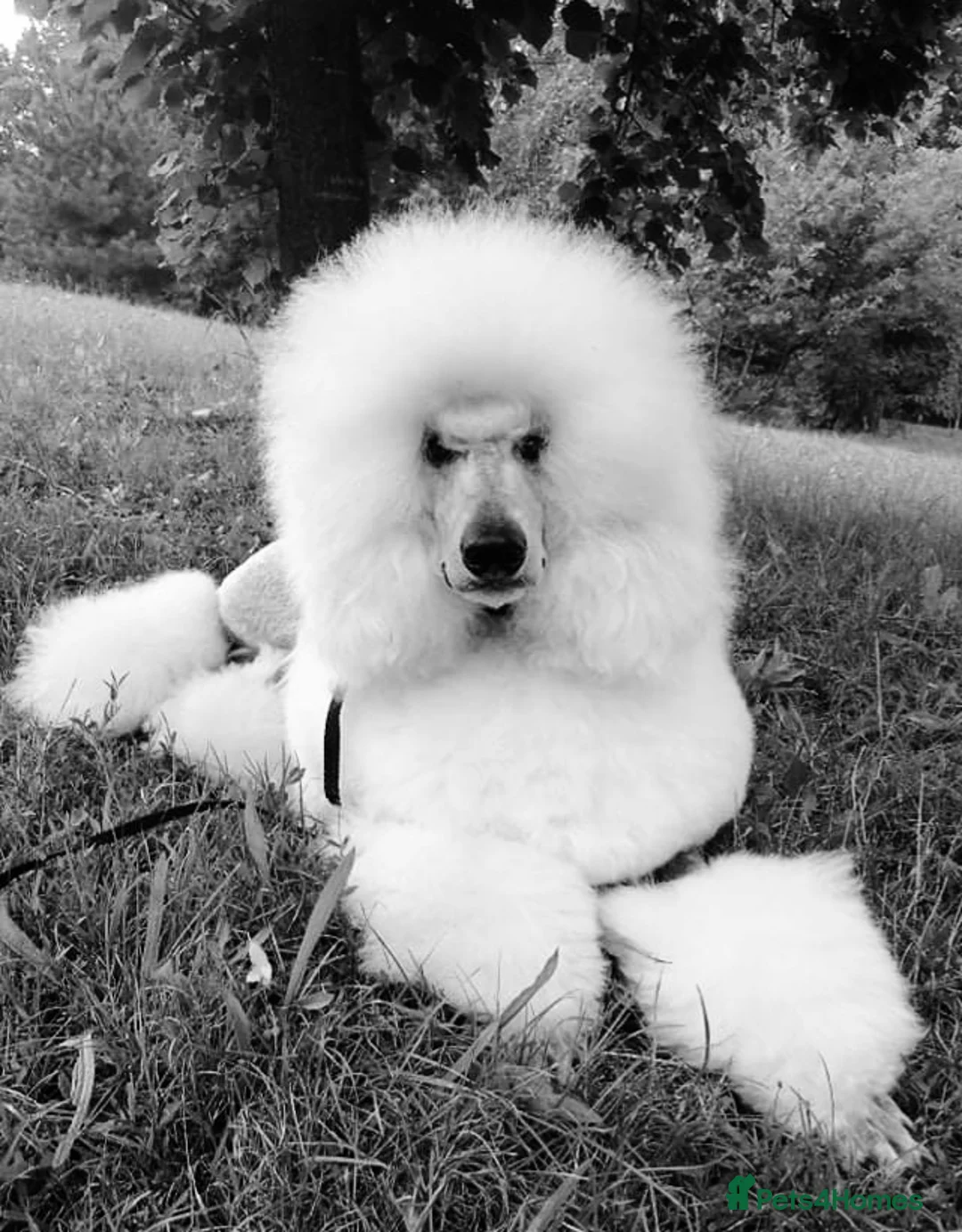 Standard Poodle dogs for stud: Standard Poodle Stud Dog - Int. champion bloodline in Ayr - Advert 4