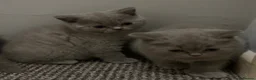 British Shorthair cats for sale: Beautiful British Shorthair kittens - Advert 16