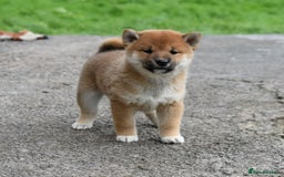 Japanese Shiba Inu dogs for sale: Health tested Japanese Shiba Inu Puppies - Image 27