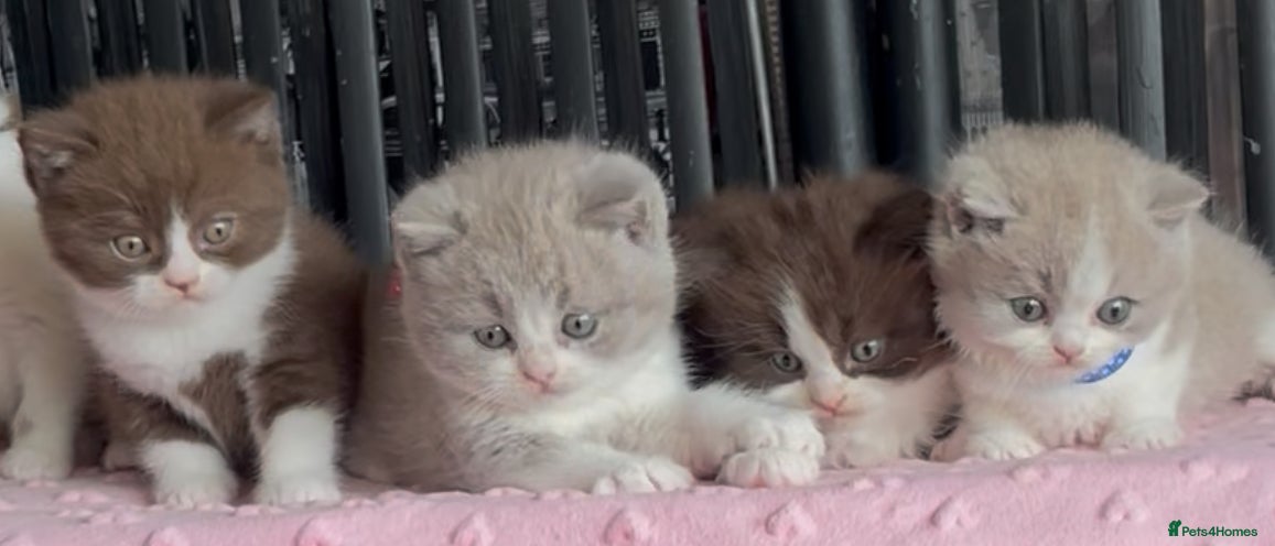 British Shorthair cats for sale: Beautiful BSH Champion line Kittens  - Advert 16