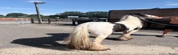 Irish Cob horses for sale: 11 hands 1 driving mare  - Advert 6