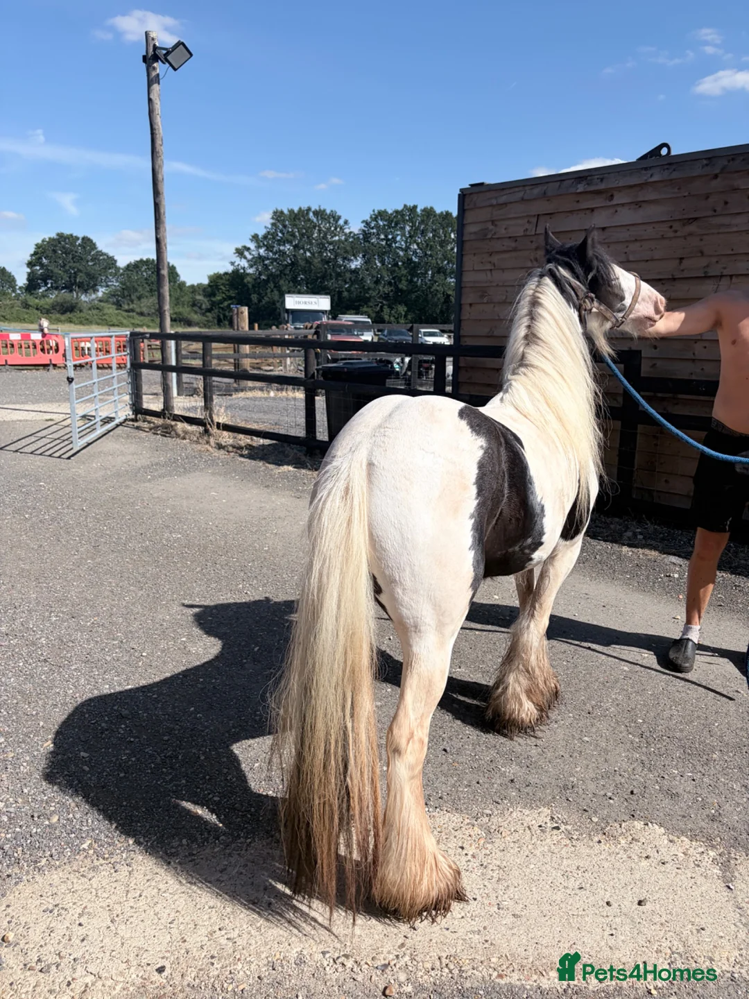 Irish Cob horses for sale: 11 hands 1 driving mare  - Advert 6