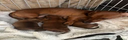 Miniature Dachshund dogs for sale: miniature dachshund pups 1 male and 1 female in Perth - Advert 2