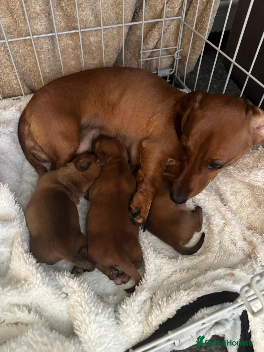 Miniature Dachshund dogs for sale: miniature dachshund pups 1 male and 1 female in Perth - Advert 2