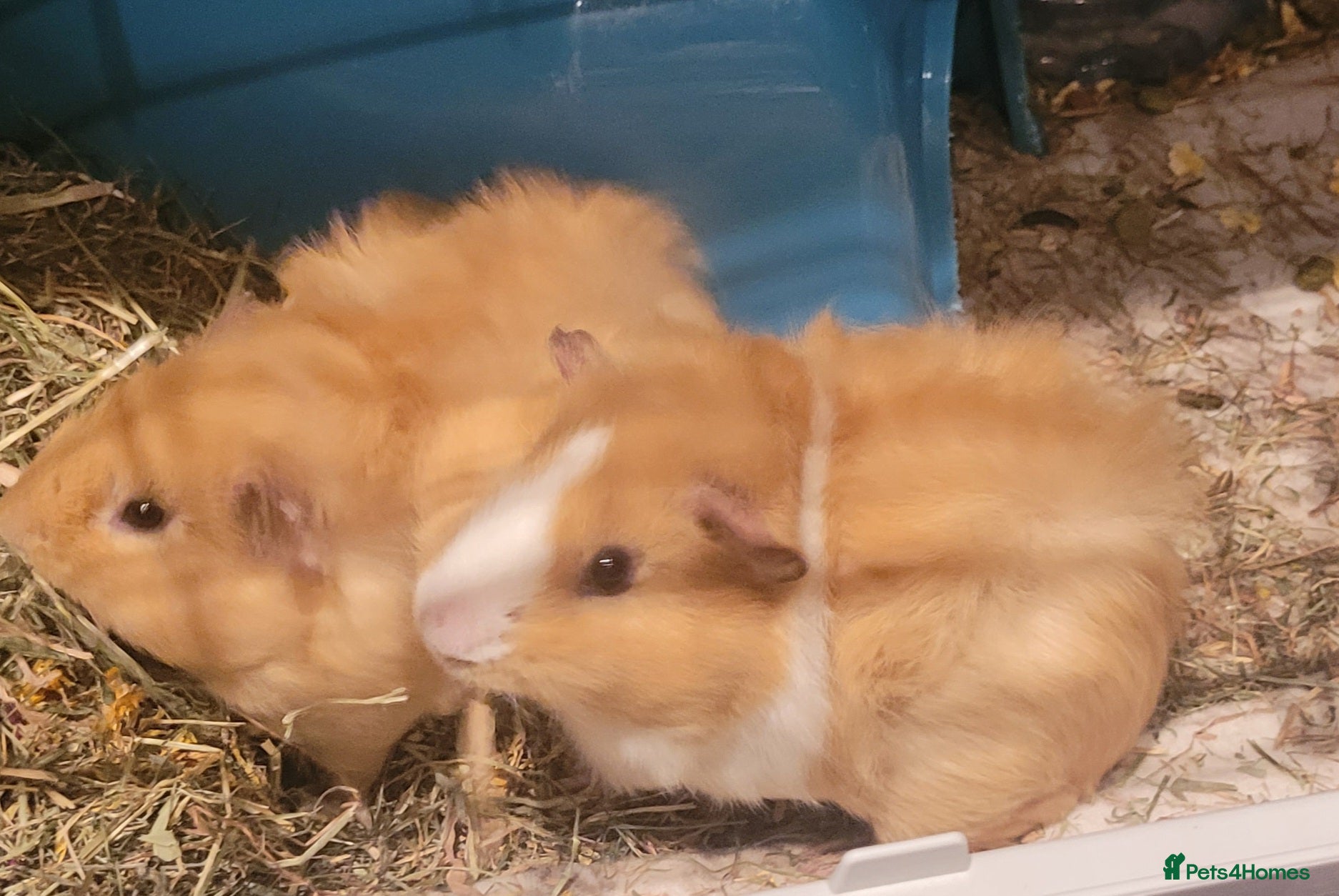 Guinea Pig rodents 2 Male Texel Guinea Pig - Advert 3