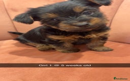 Yorkshire Terrier dogs for sale: Yorkshire terrier  **   - Advert 11