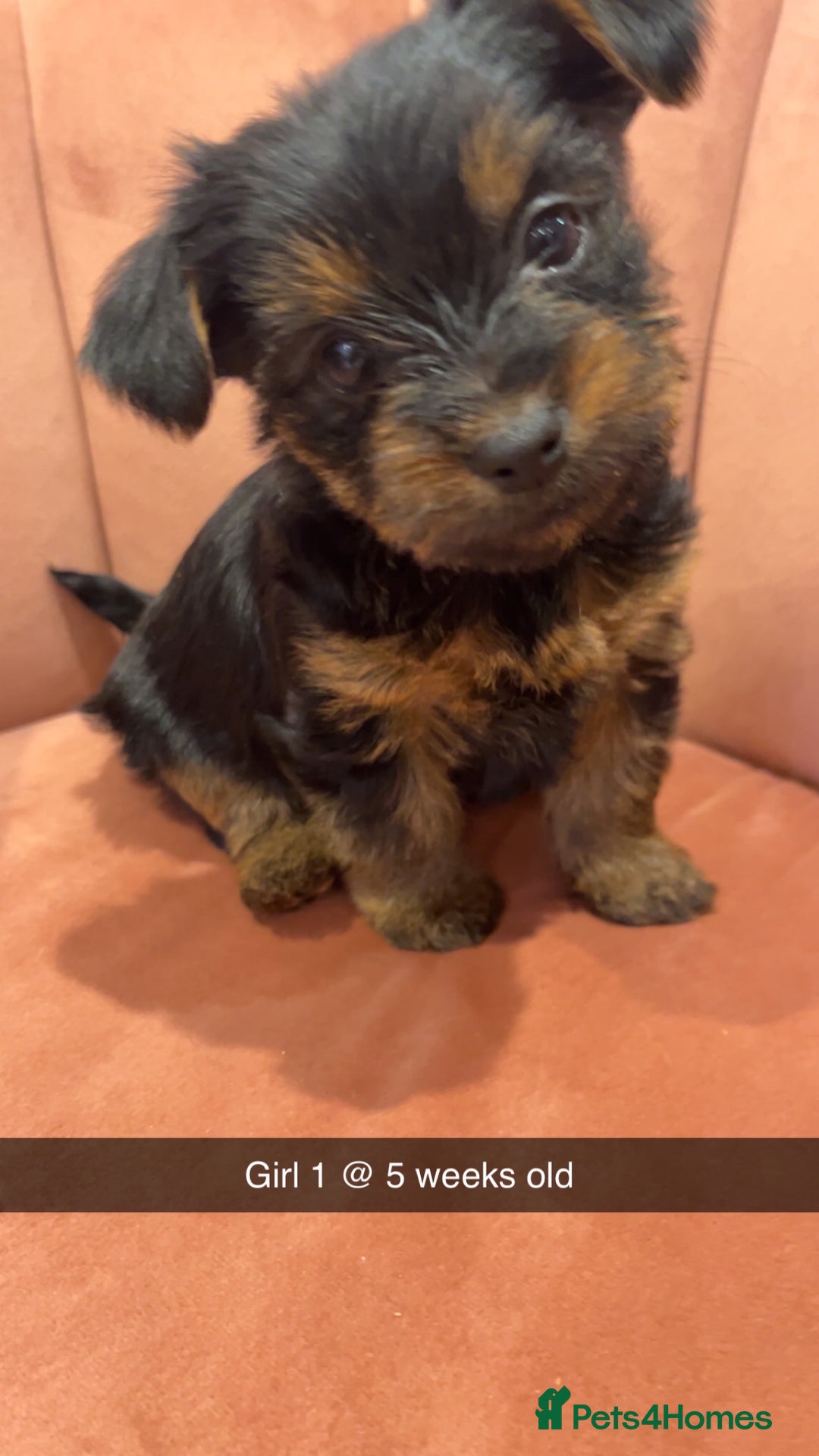 Yorkshire Terrier dogs for sale: Yorkshire terrier  **   - Advert 11