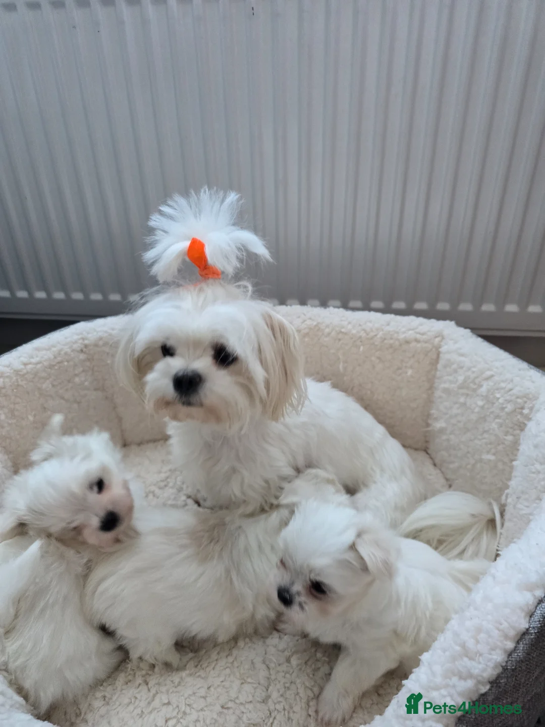 Maltese dogs for sale: Maltese puppies  - Advert 8