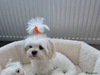 Maltese dogs Maltese puppies - Advert 1