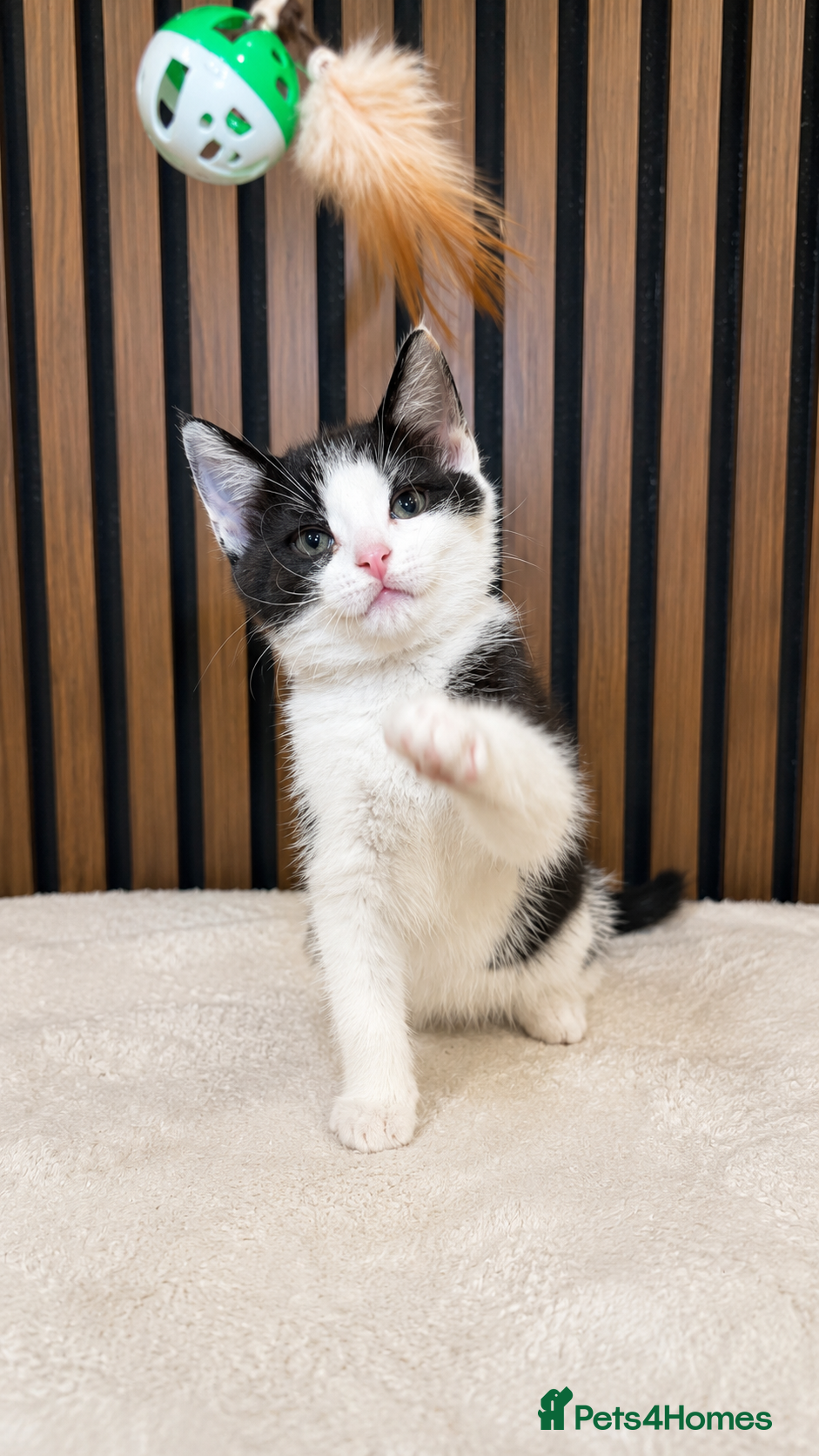 Domestic Shorthair cats ONLY 2 LEFT | Bella's Litter | Ready Now - Advert 3