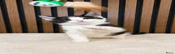 Domestic Shorthair cats for sale: Stunning Kittens | Bella's Litter | Ready Now - Advert 11