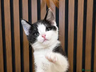 Domestic Shorthair cats ONLY 2 LEFT | Bella's Litter | Ready Now - Advert 3