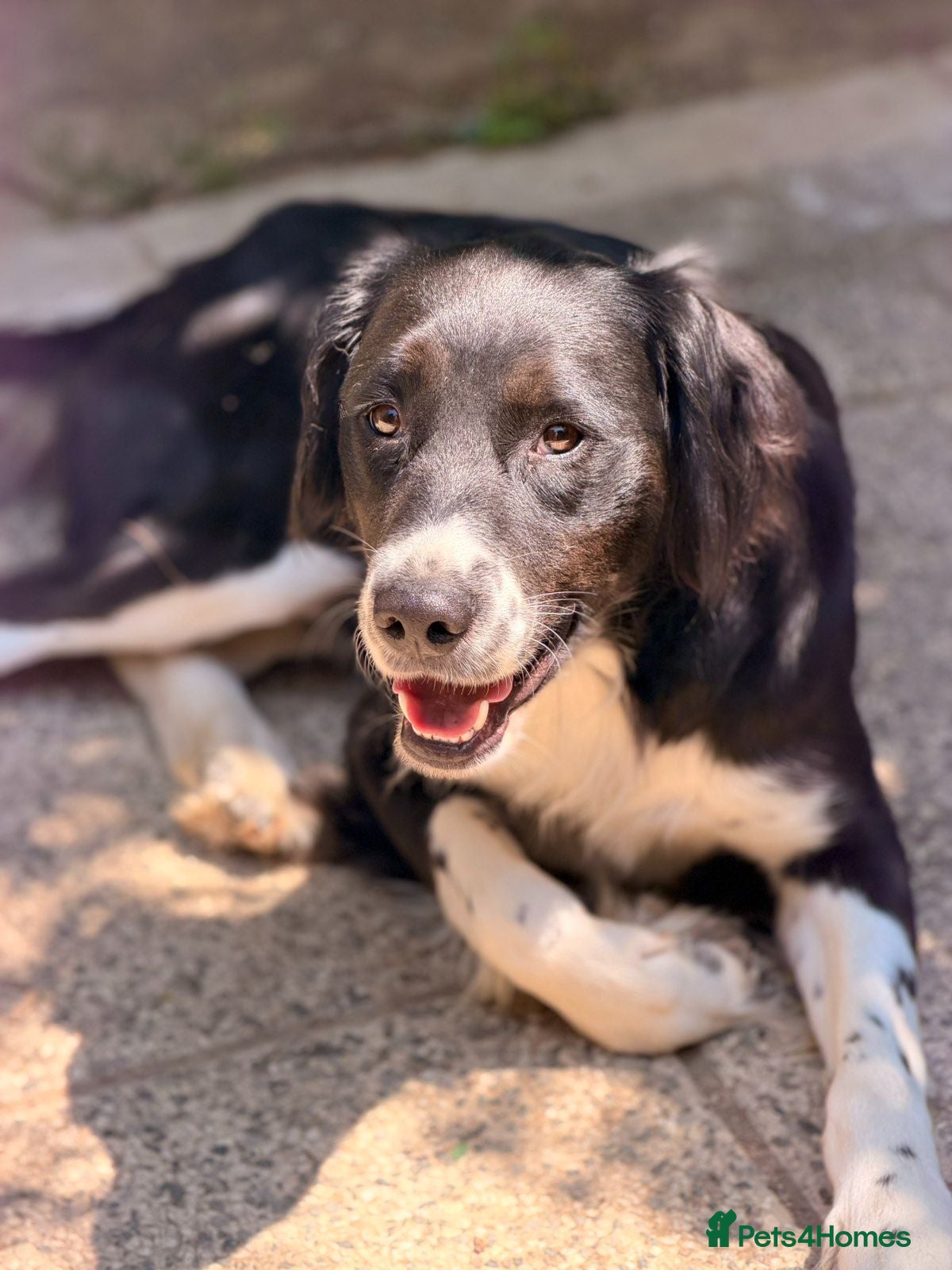 Mixed Breed dogs 🐾Sweet Noddy is looking for his forever home 🐾 - Advert 1
