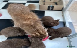 British Shorthair cats for sale: Chocolate and Red British Shorthair and Longhair - Image 6