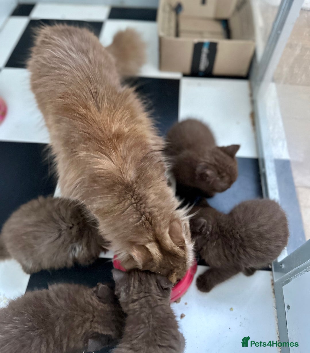 British Shorthair cats for sale: Chocolate and Red British Shorthair and Longhair - Image 6