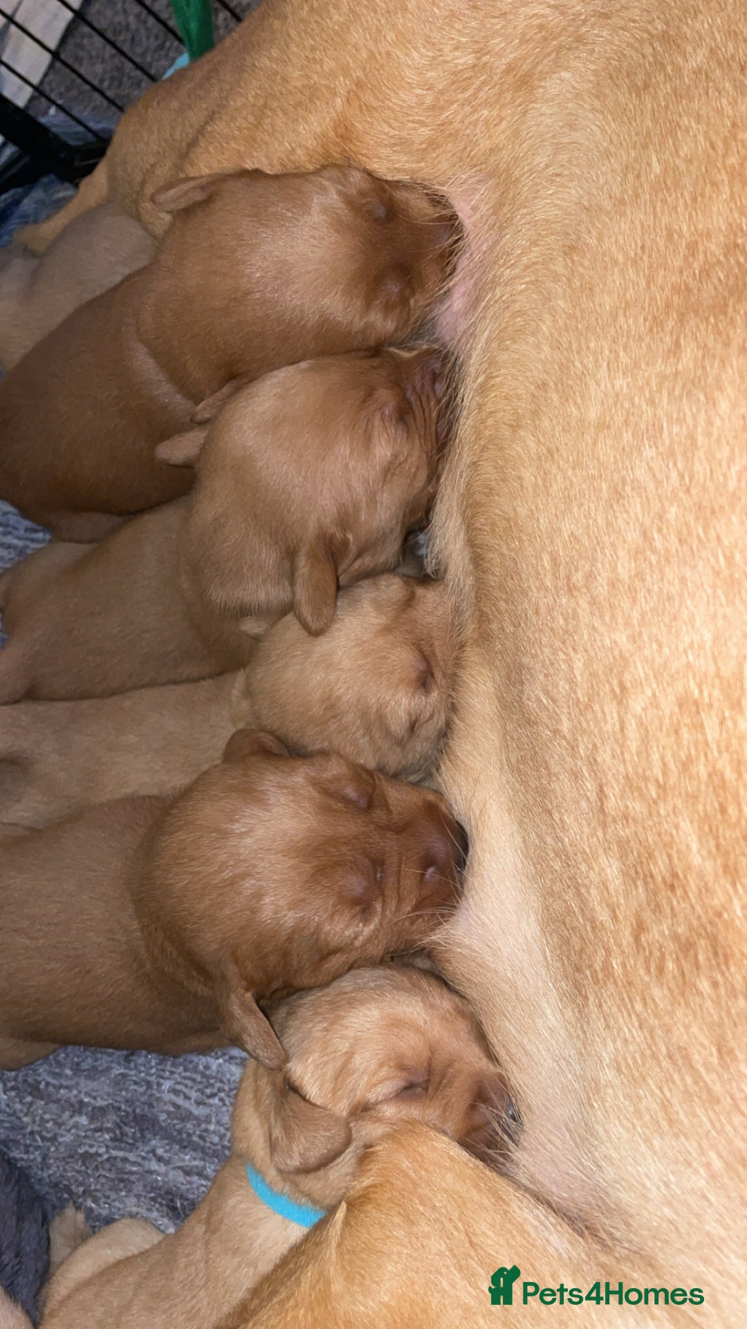 Labradoodle dogs for sale: F1b labradoodle puppies - Advert 14
