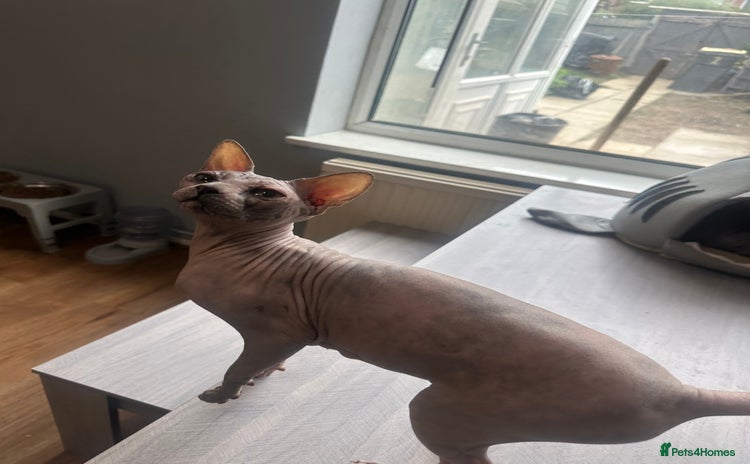 Sphynx cats - Advert 1