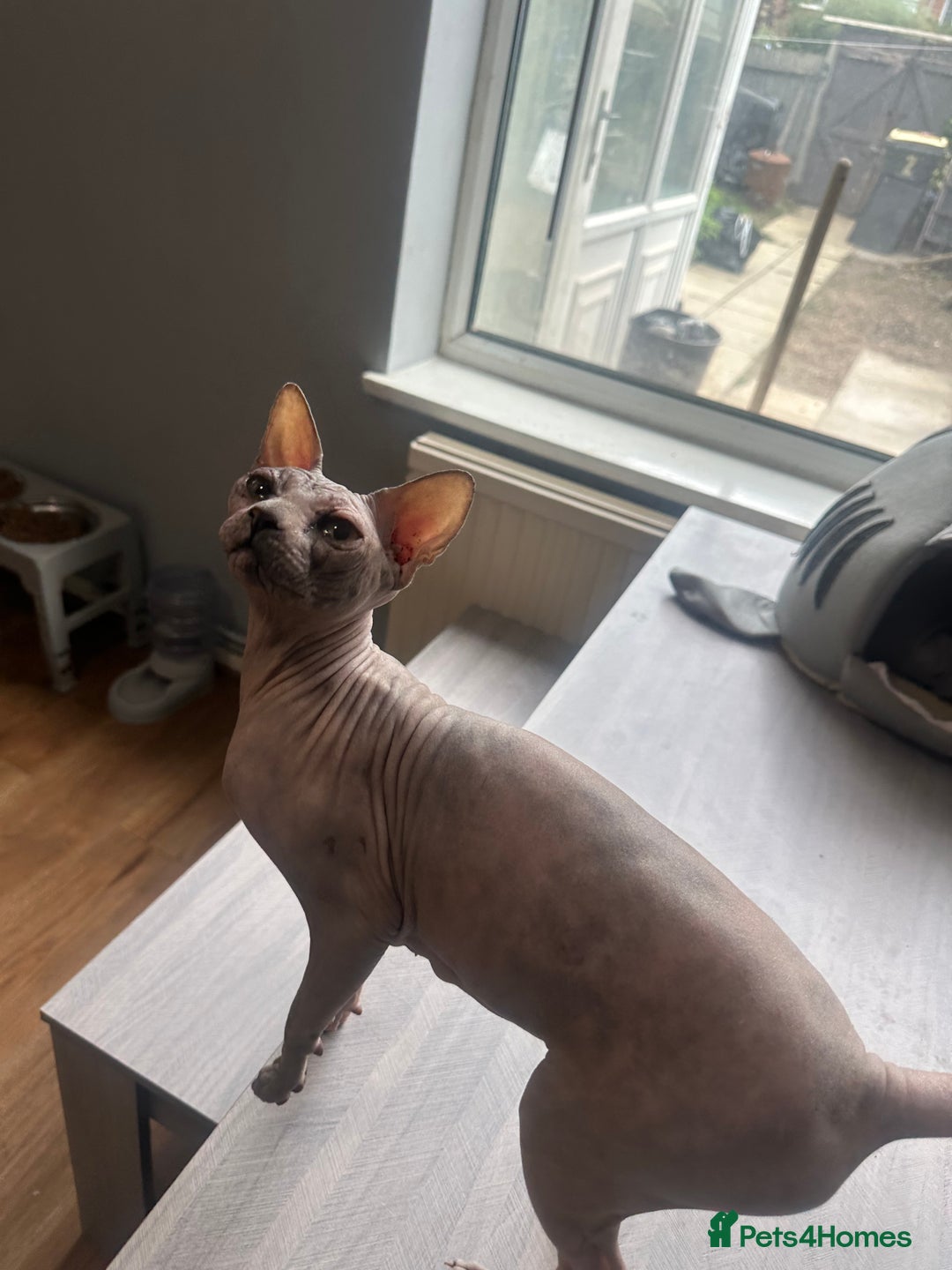 Sphynx cats for sale: 2 year old female sphinx  - Image 1
