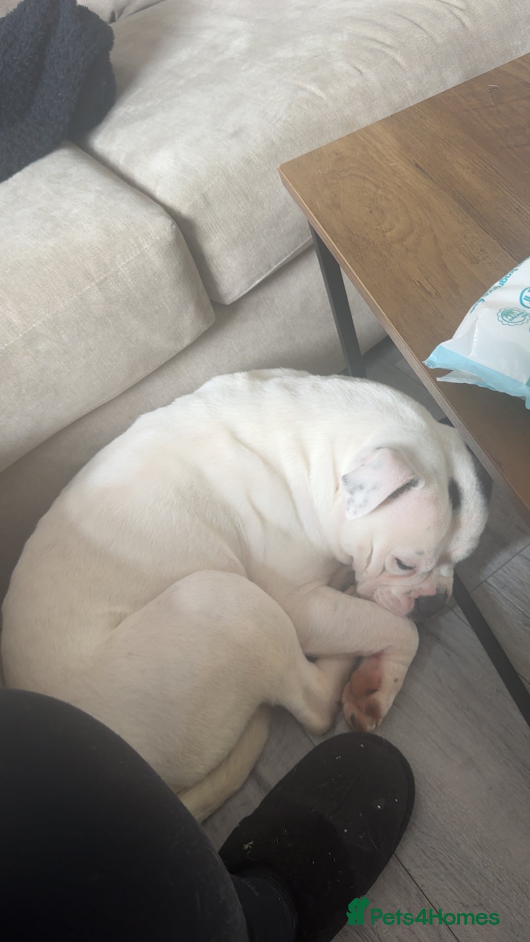 Old Tyme Bulldog dogs for sale: Bouver  - Image 4