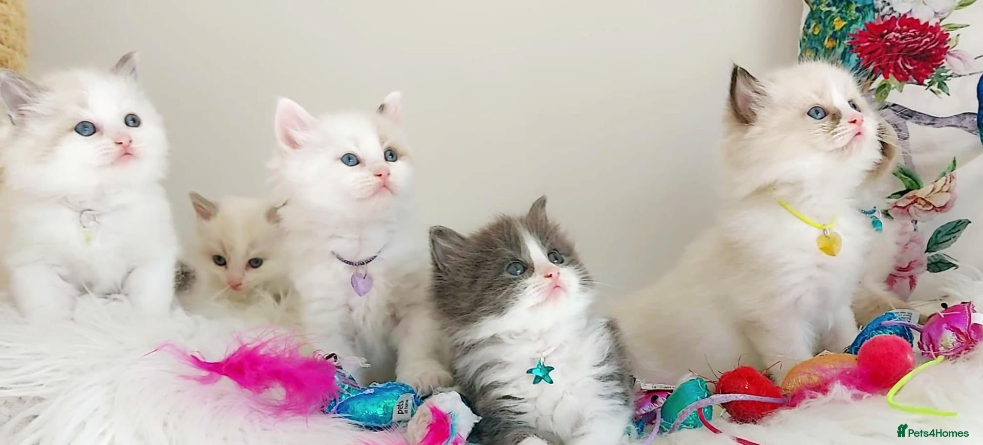 Ragdoll cats BEAUTIFUL CROSS RAGDOLL/PERSIAN 😻😻😻😻  - Advert 13