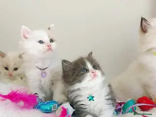Ragdoll cats BEAUTIFUL CROSS RAGDOLL/PERSIAN 😻😻😻😻 - Advert 13