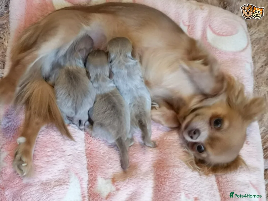 Chihuahua dogs for stud: Lilac and tan Russian import stud dog DNA tested in Rotherham - Advert 16