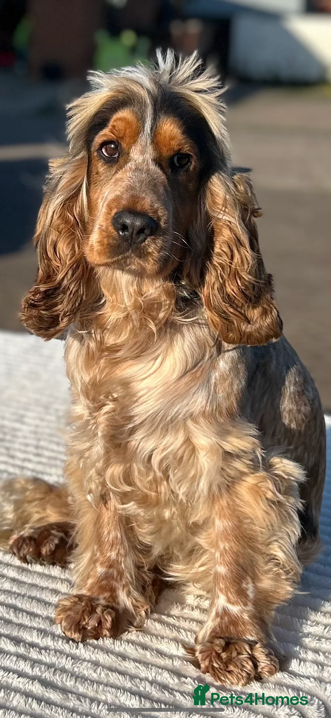 Cocker Spaniel dogs for stud: 2 PROVEN/HEALTH CLEAR KC Show Cocker Spaniels Stud in Shildon - Advert 5