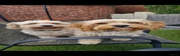 Cavachon dogs for sale: Princess - Advert 3