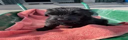 Russian Black Terrier dogs for sale: Black Russian Terrier 🐾 - Advert 12