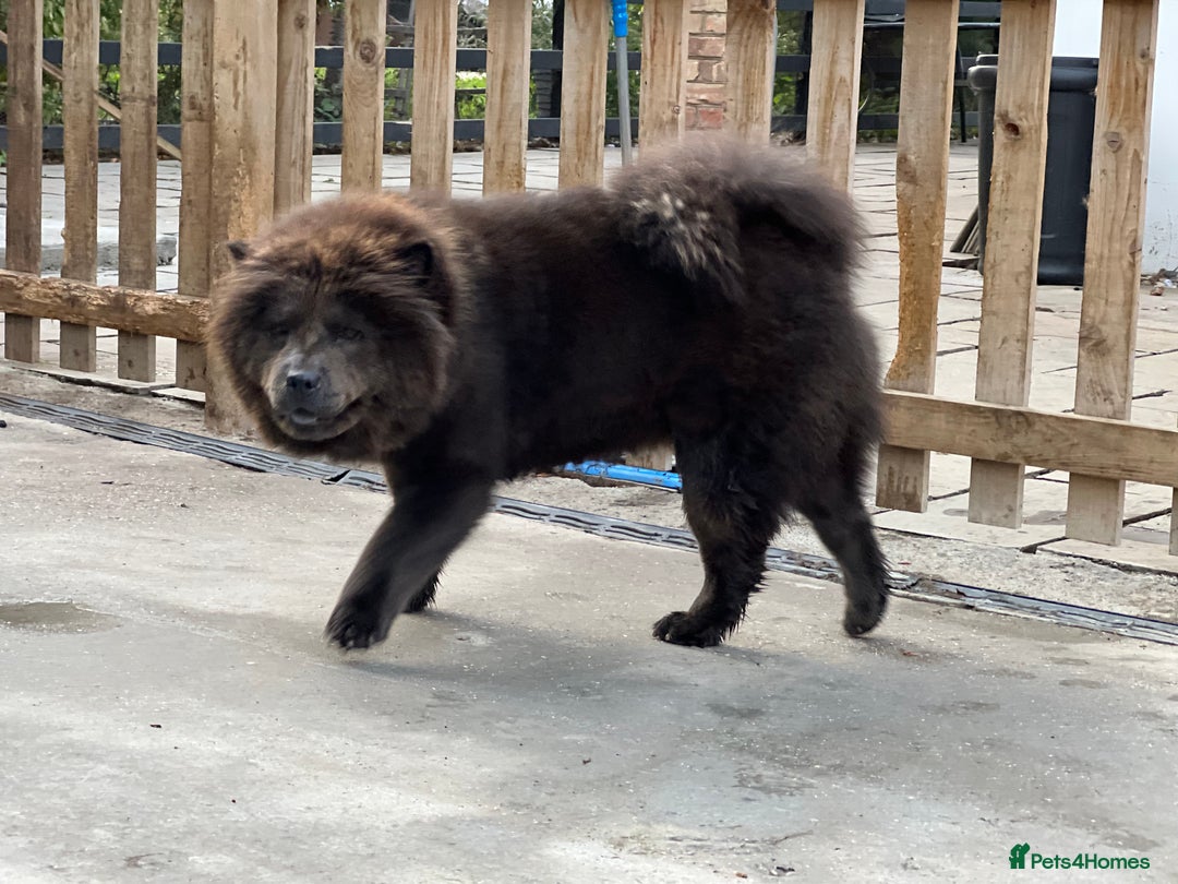 Chow Chow dogs for sale: Blue Chow Chow Female - Image 4