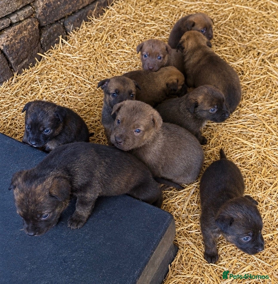 Mixed Breed dogs Only 8 left, blues, brindles, blacks and fawns - Advert 1