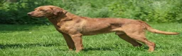 Labrador Retriever dogs for sale: Red/ Dark yellow Labrador retriever Puppies  - Advert 14