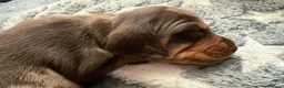 Miniature Dachshund dogs for sale: Miniature Dachshund  - Advert 14