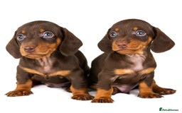 Miniature Dachshund dogs for sale: Quality miniature Dachshunds Liverpool  - Image 5