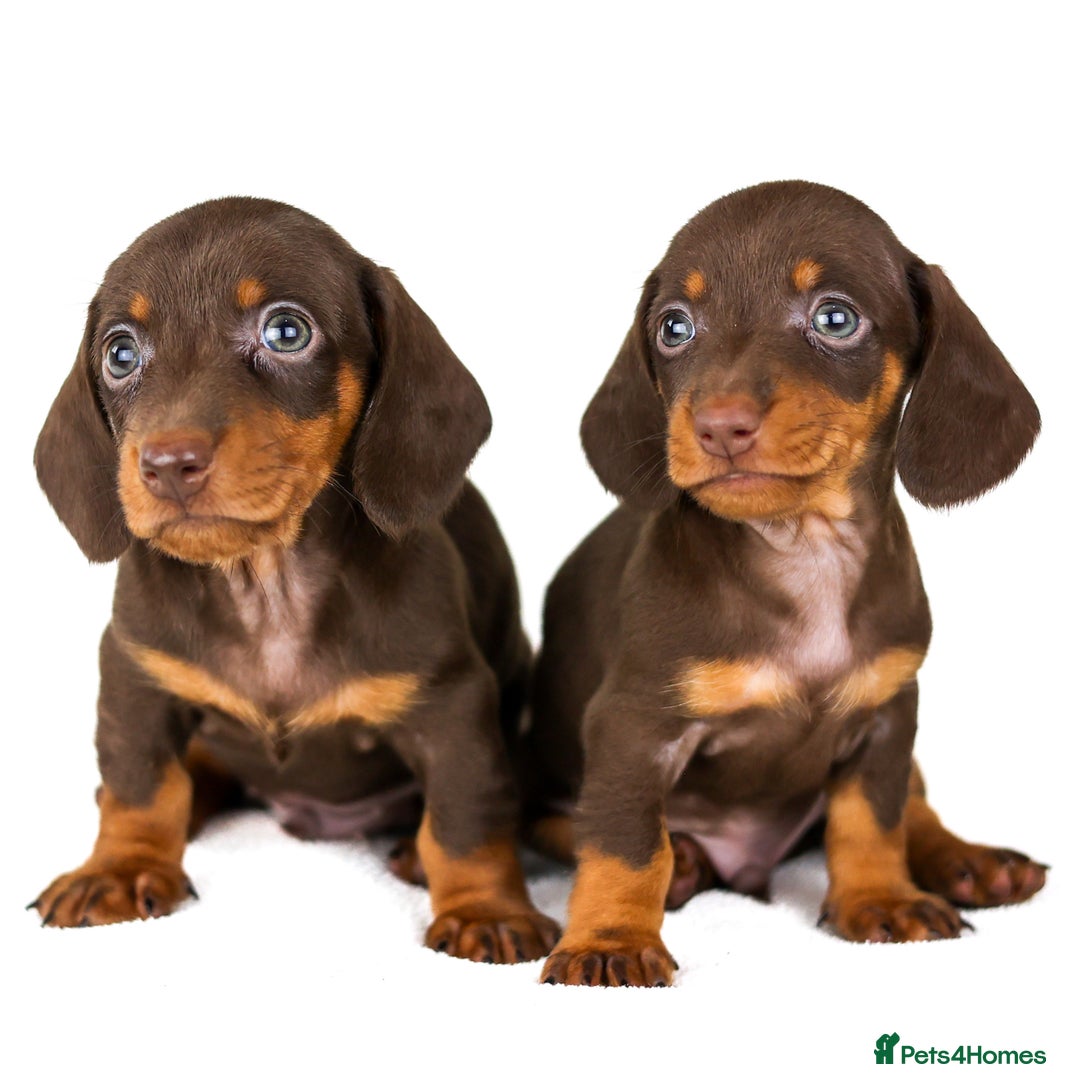 Miniature Dachshund dogs for sale: Quality miniature Dachshunds Liverpool  - Image 5