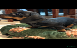 Dachshund dogs for sale: 5 stunning Dachshund puppies - Image 25