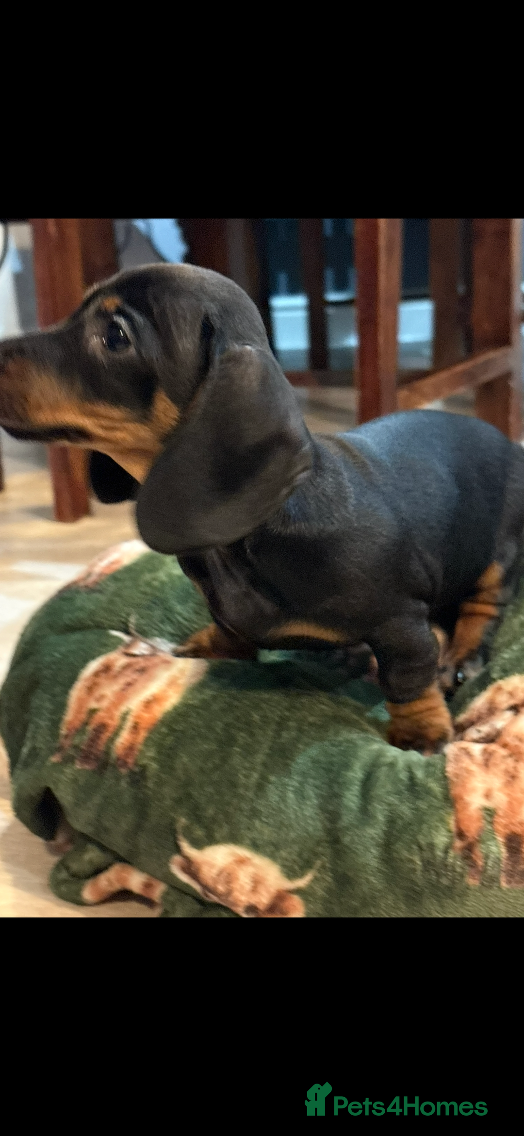 Dachshund dogs for sale: 5 stunning Dachshund puppies - Image 25