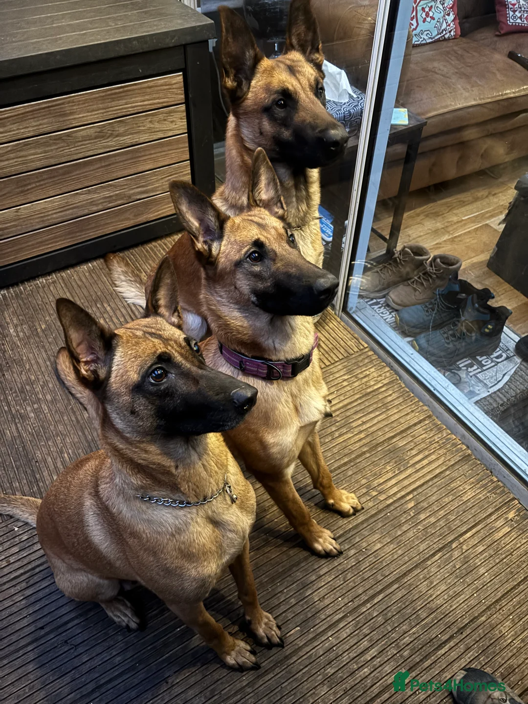 Mixed Breed dogs for sale: Malinois x GSD girl - Advert 8