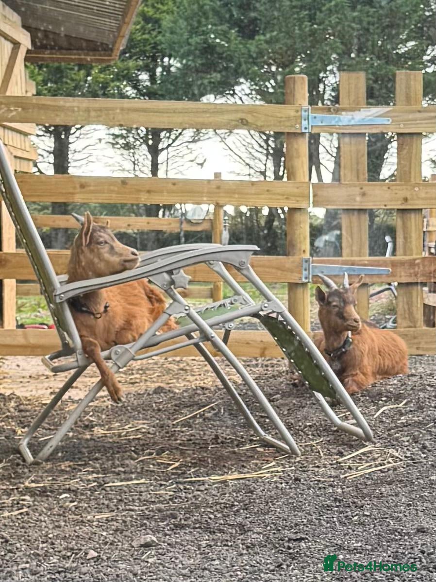 Goats livestock Two males goats - Advert 12