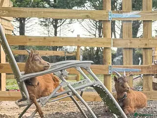 Goats livestock Two males goats - Advert 12