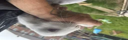 Rex rabbits for sale: Beautiful albino Rex  - Advert 20