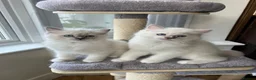 Ragdoll cats for sale: Beautiful Ragdoll Pedigree kittens - LAST BOY LEFT - Advert 5