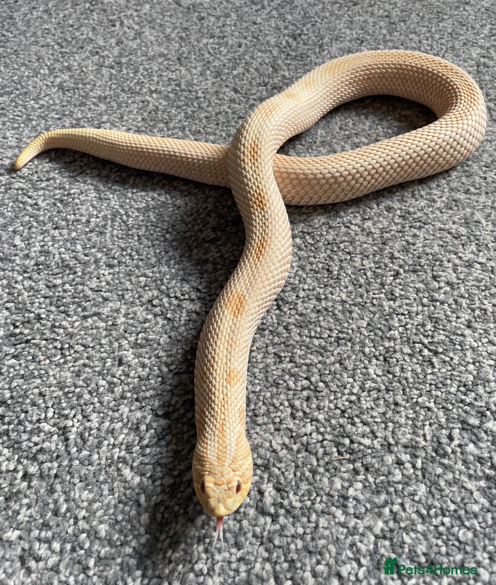 Snake reptiles Albino Hognose Snake - Advert 2